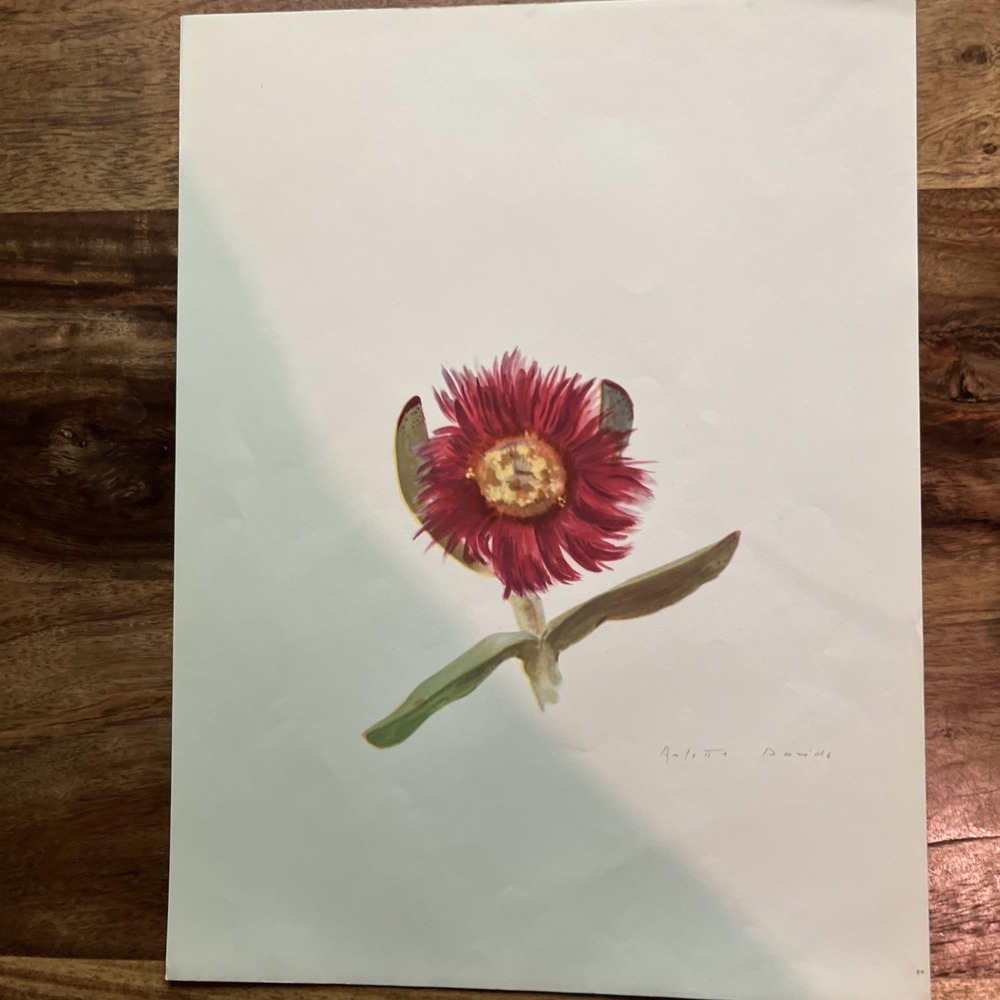 Vintage 1940s Arlette Davids Spring Flowers Mesembryanthemum Edule Print #26